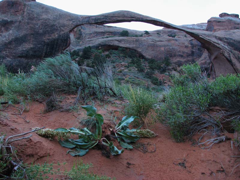 Arches NP - Landscape Arch